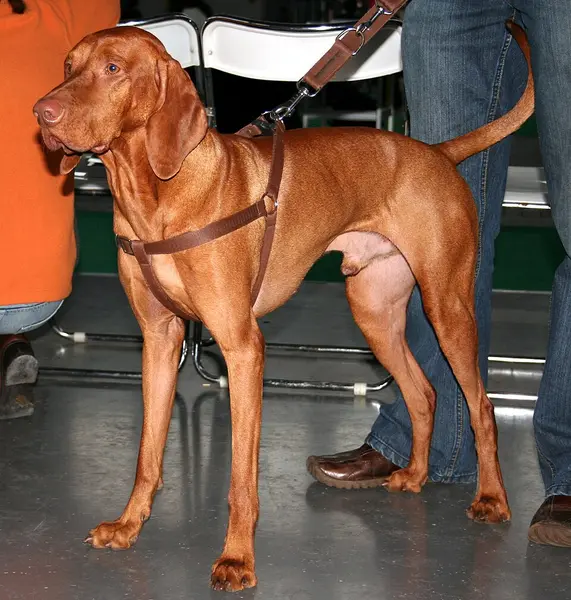 Foto van een hongaarse vizsla