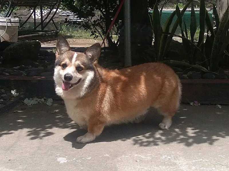 Foto van een welsh corgi pembroke
