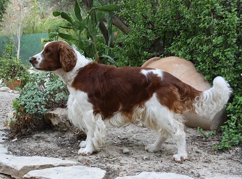Foto van een welsh springer spaniël