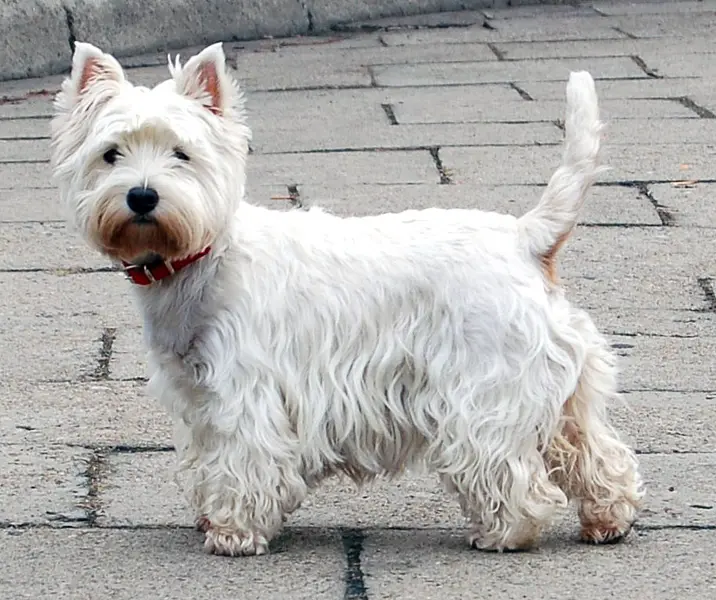 Foto van een west highland white terriër