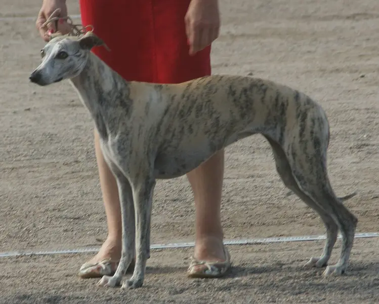 Foto van een whippet