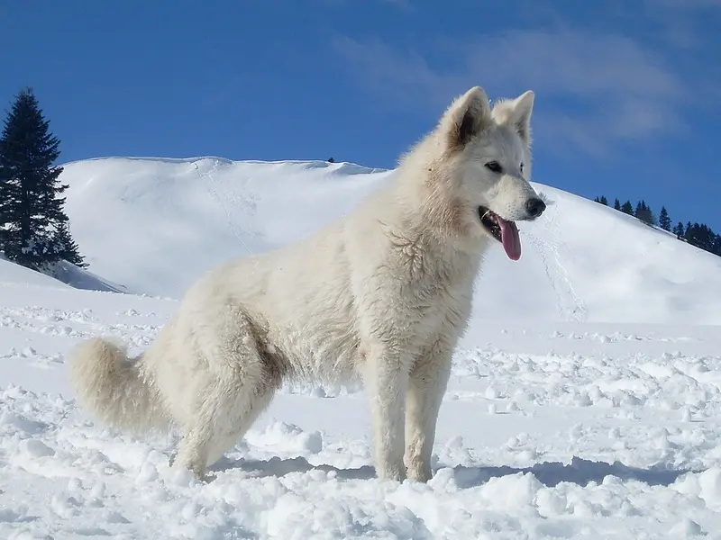 Foto van een witte herder